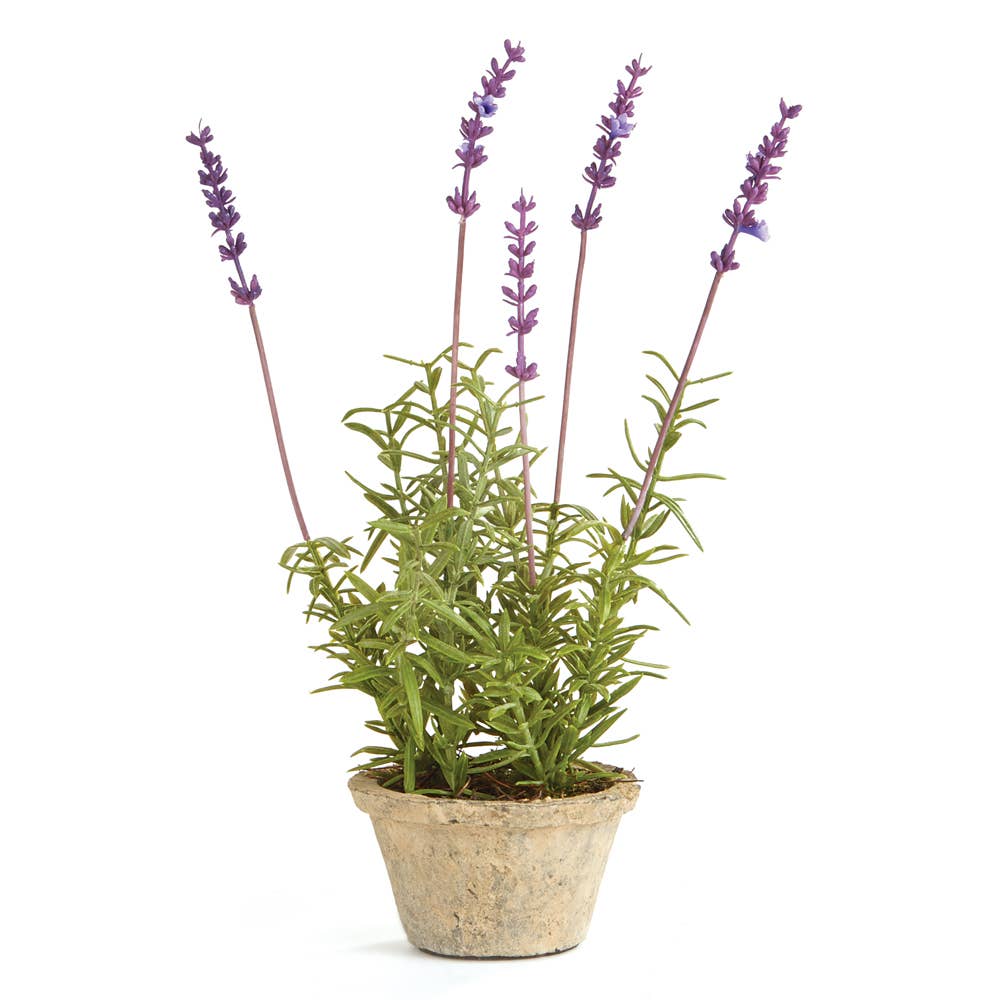 French Lavender Potted 12.5"
