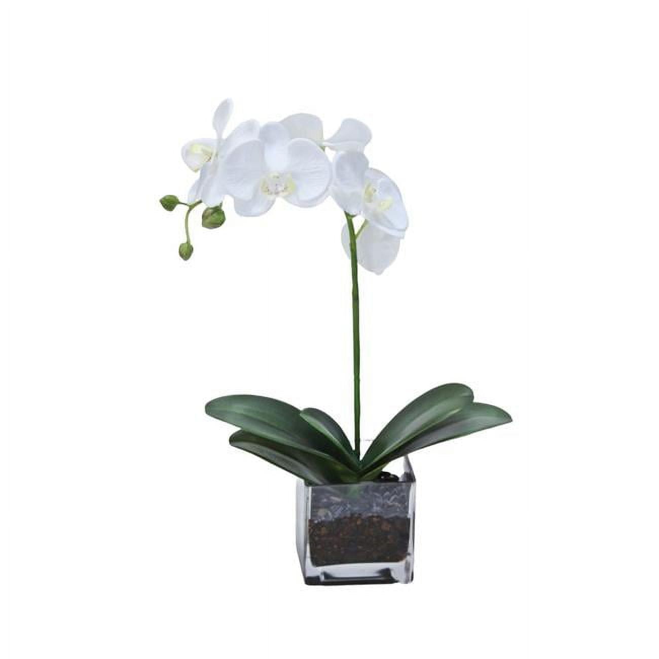 Mini Phalaenopsis Plant 17"