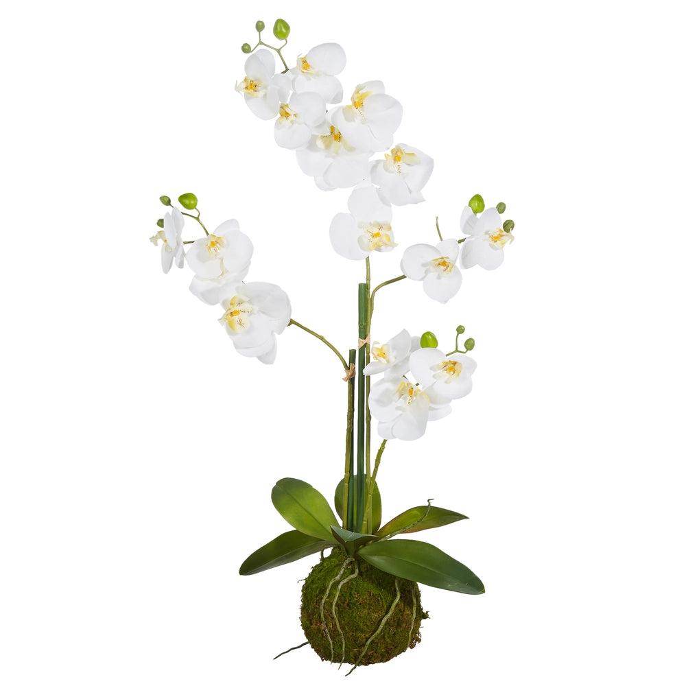White Orchid with Moss Ball (31")