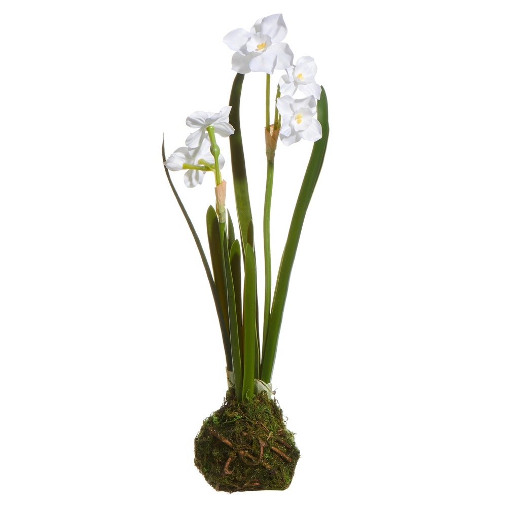 White Paperwhite Drop In (14")