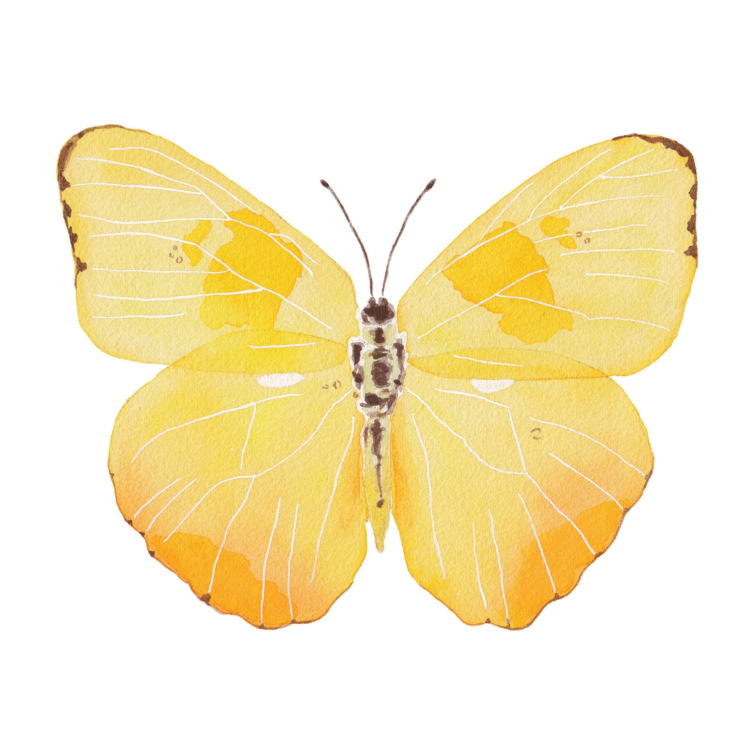 Yellow Butterfly Acrylic Art Block (Large) | Catherine Cartie
