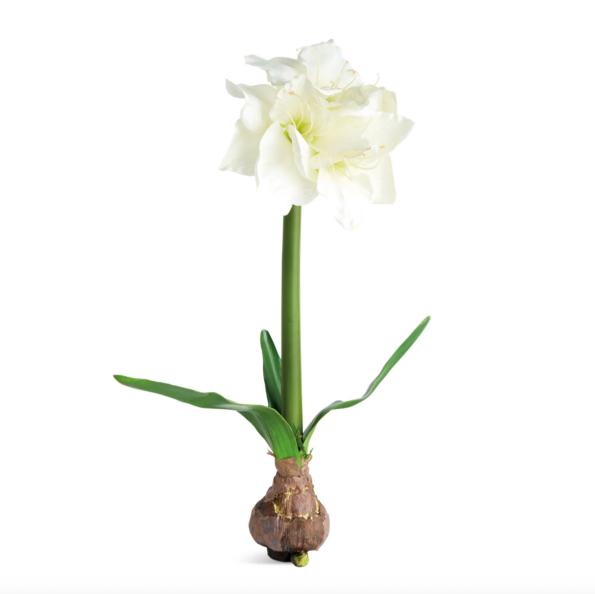 Amaryllis Bulb | Napa Home