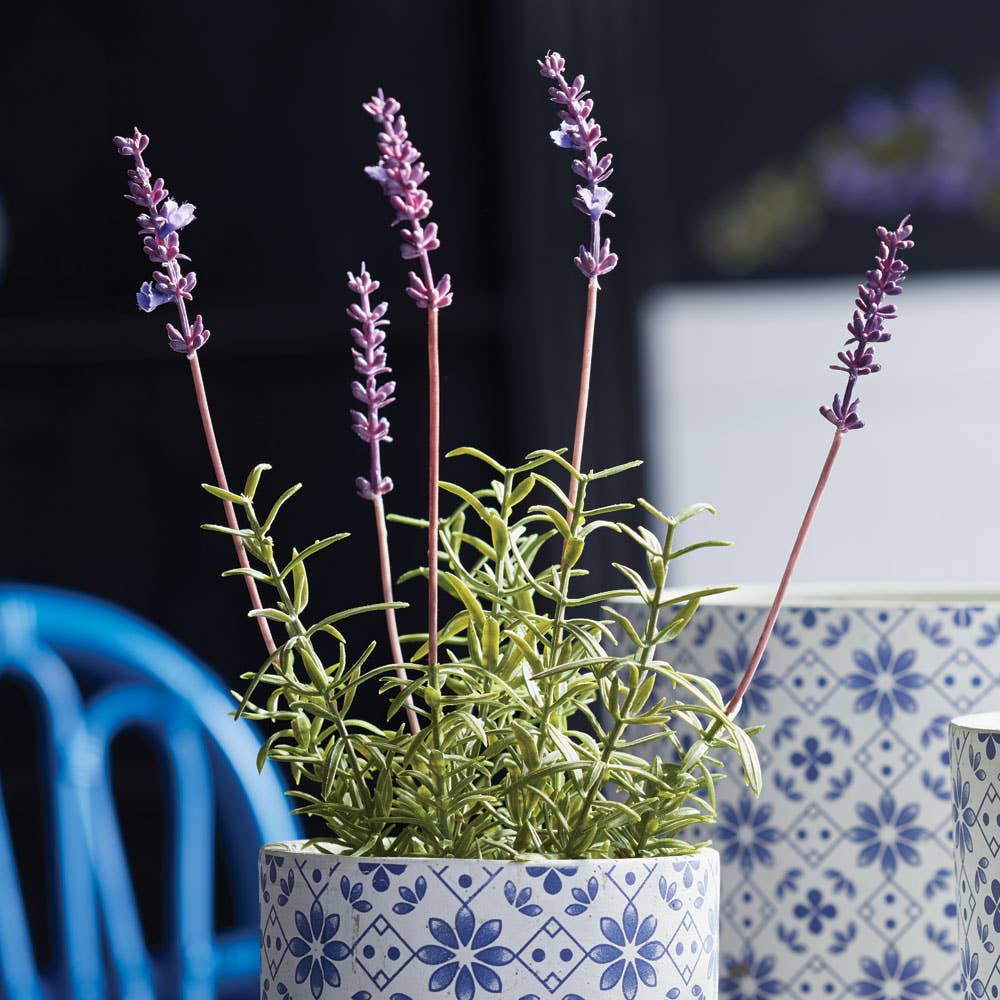 French Lavender Potted 12.5"