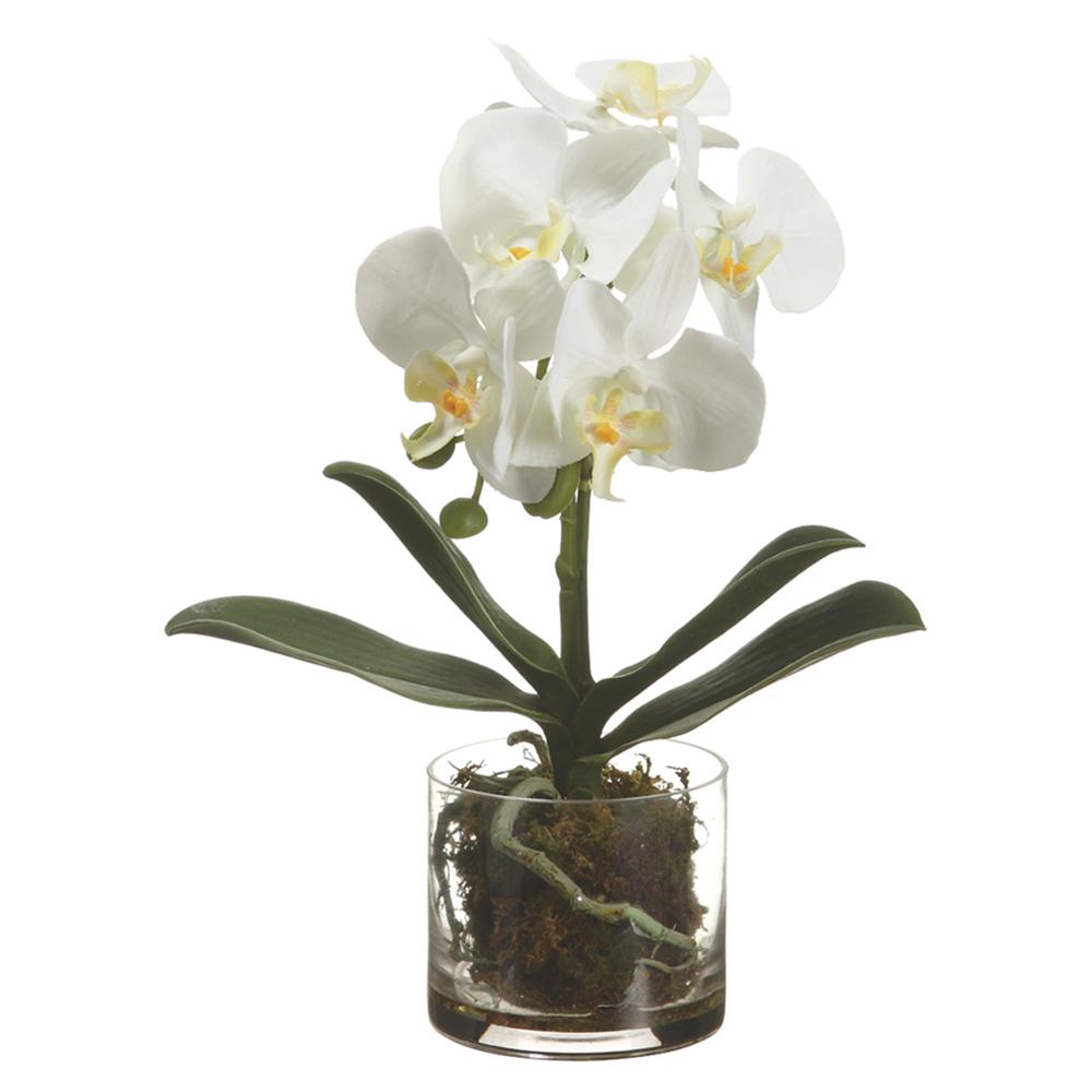 Phalaenopsis Orchid Plant 13"