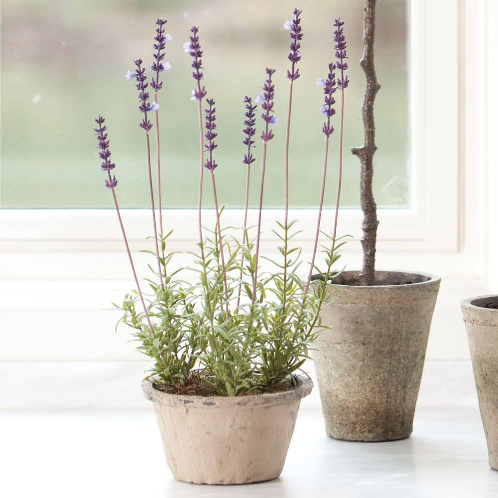 French Lavender Potted 17"