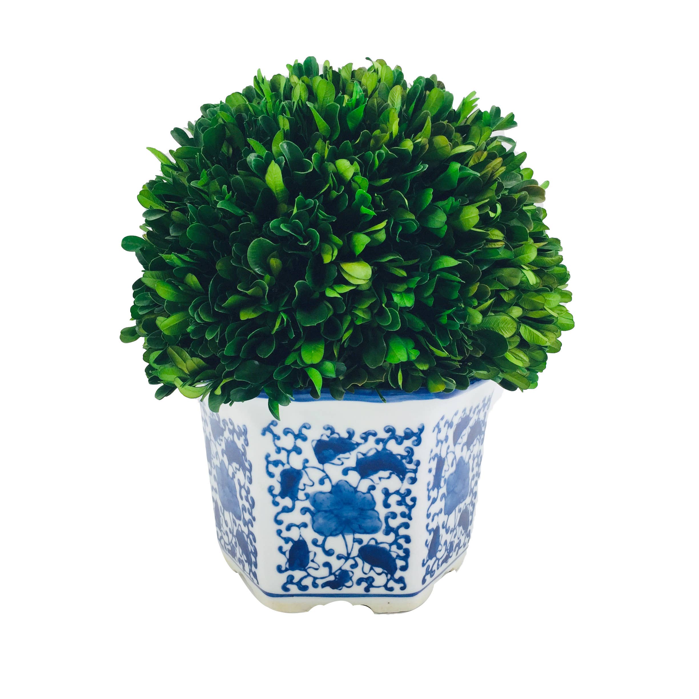 Preserved Boxwood Ball In Ceramic Pot