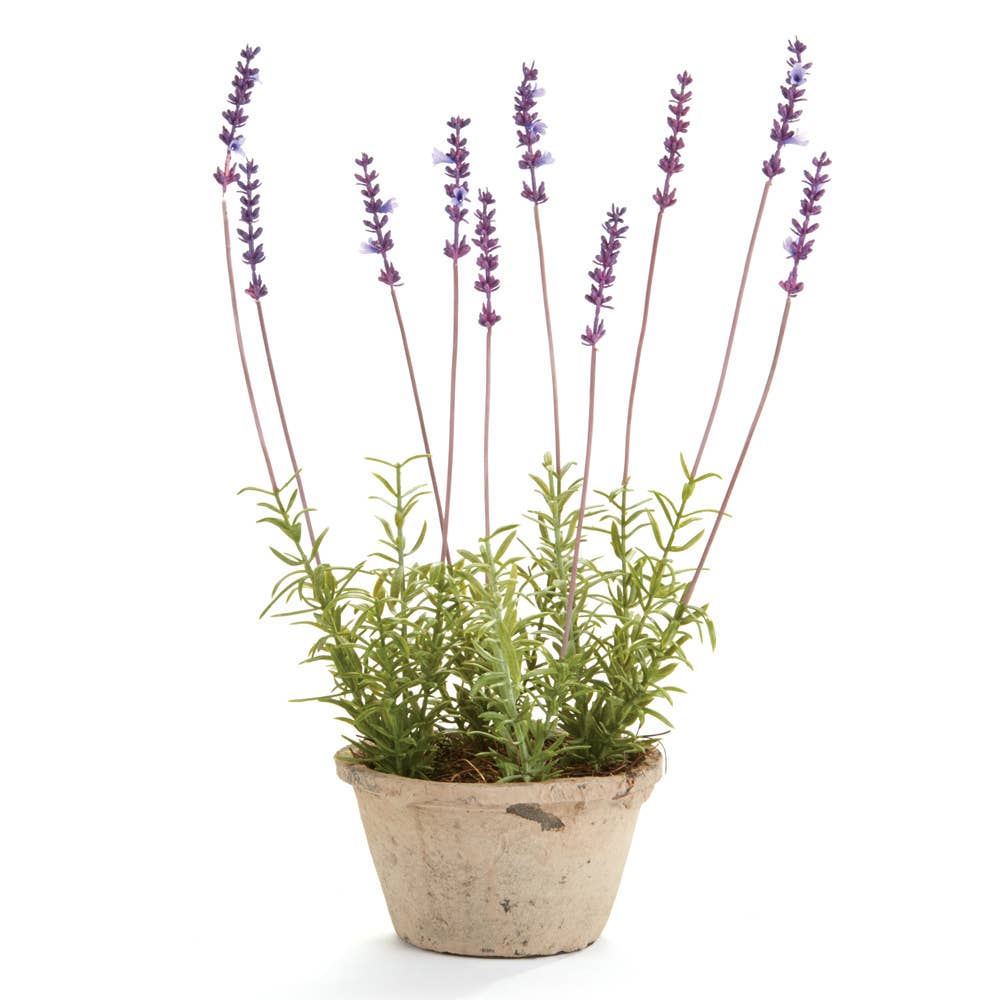 French Lavender Potted 17"