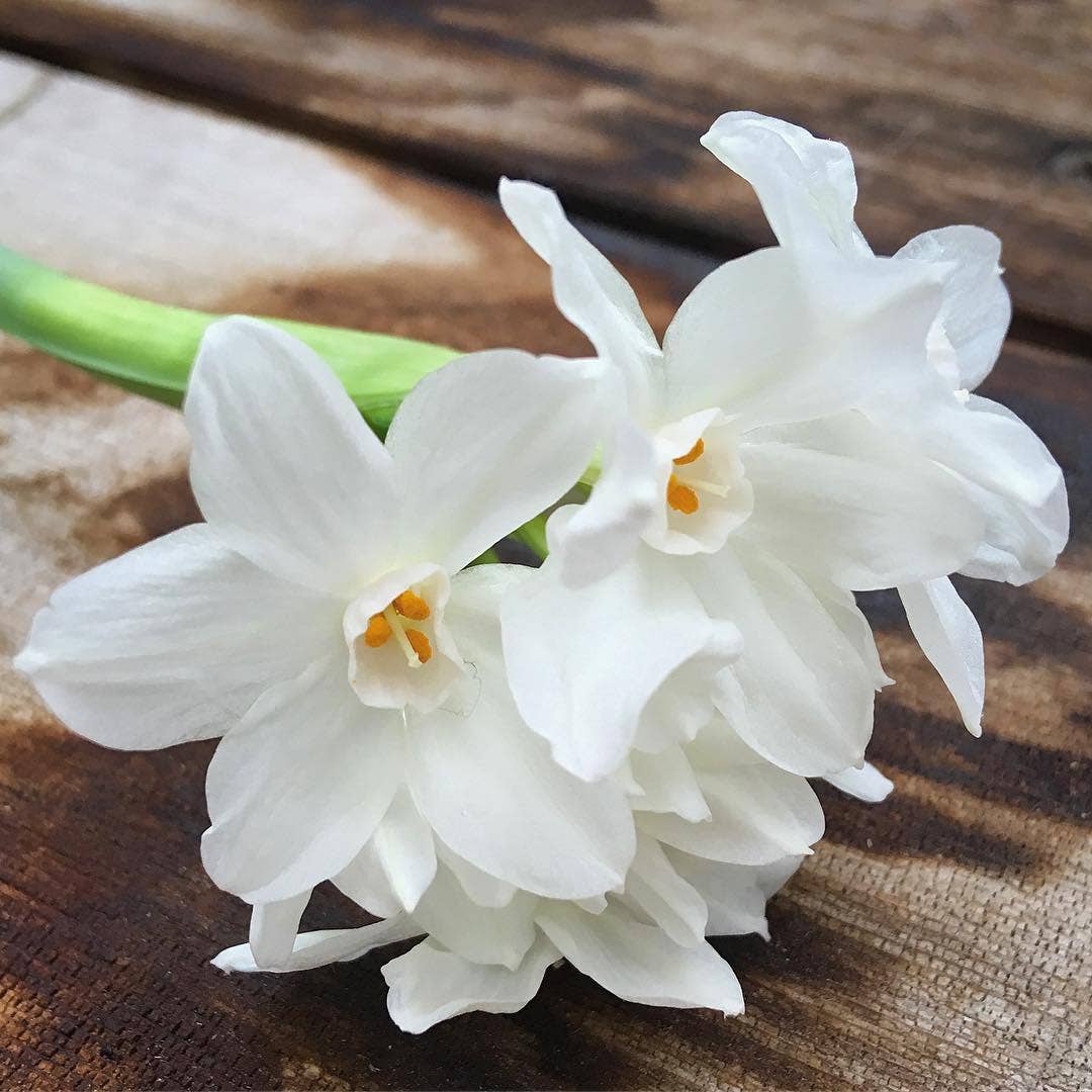 Paperwhites Winter Garden