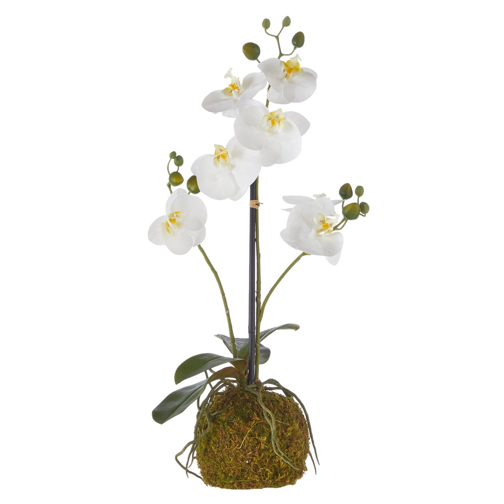 Real Touch White Orchid with Moss Ball (23.75")