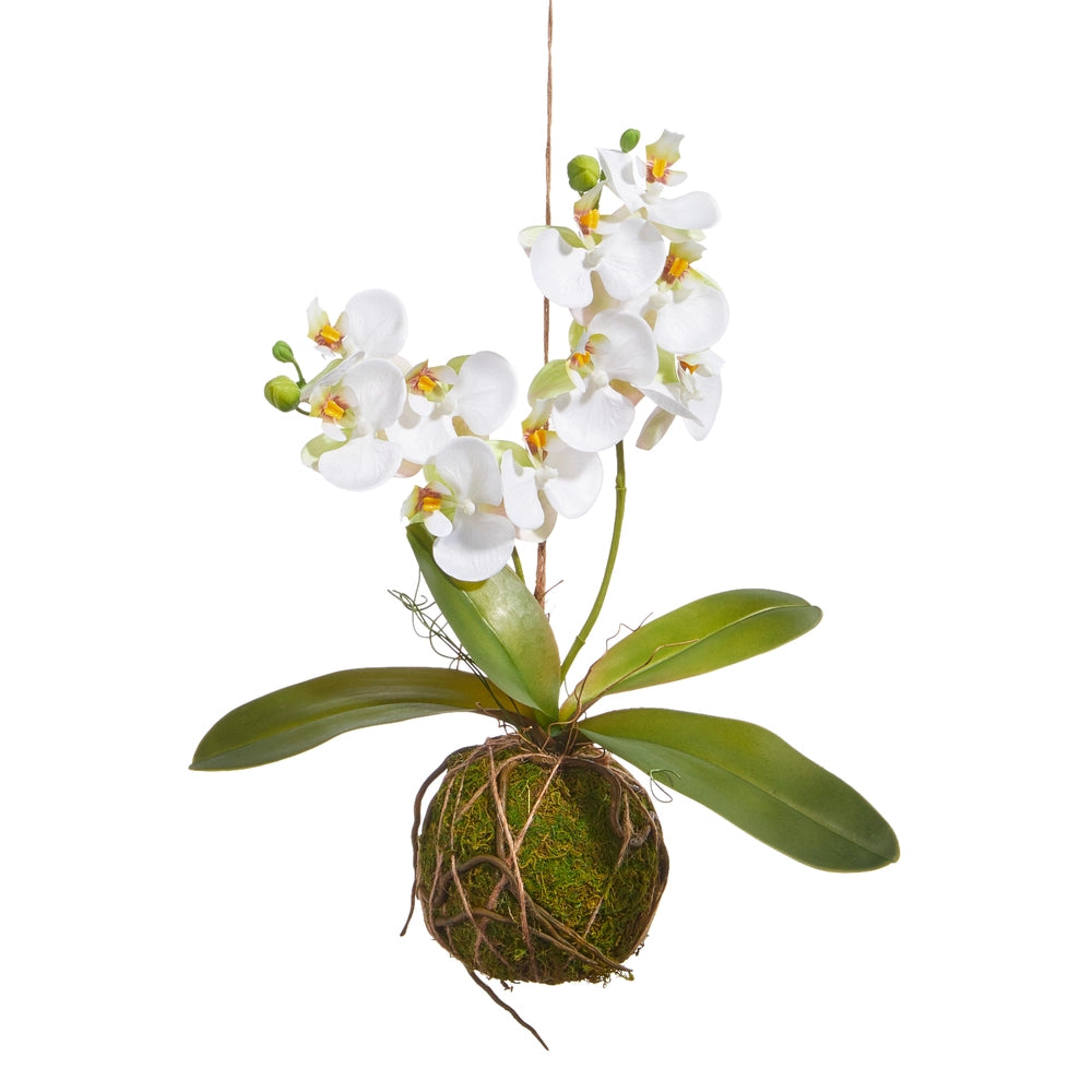 Real Touch White Orchid with Moss Ball (15")