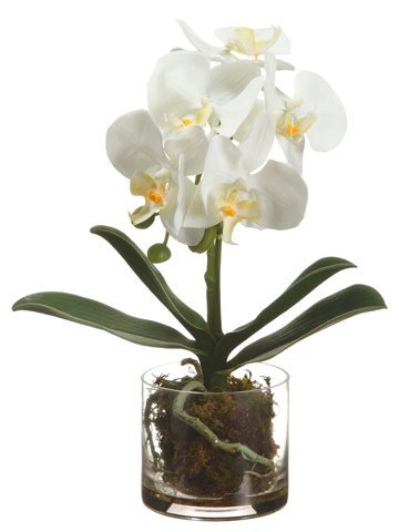 Phalaenopsis Plant 13"