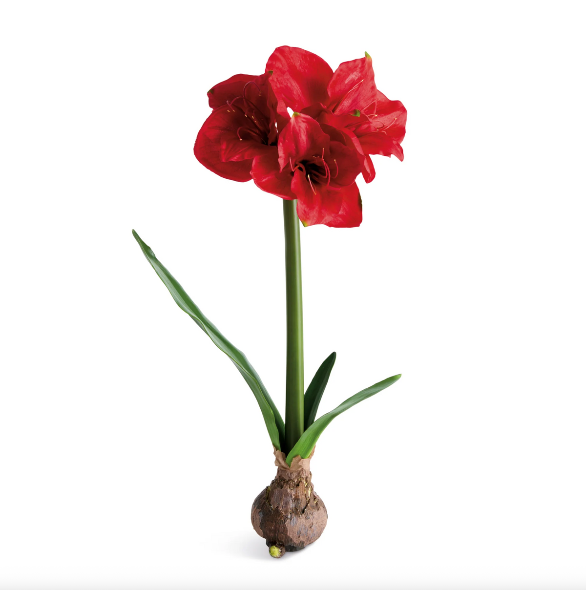 Amaryllis Bulb | Napa Home