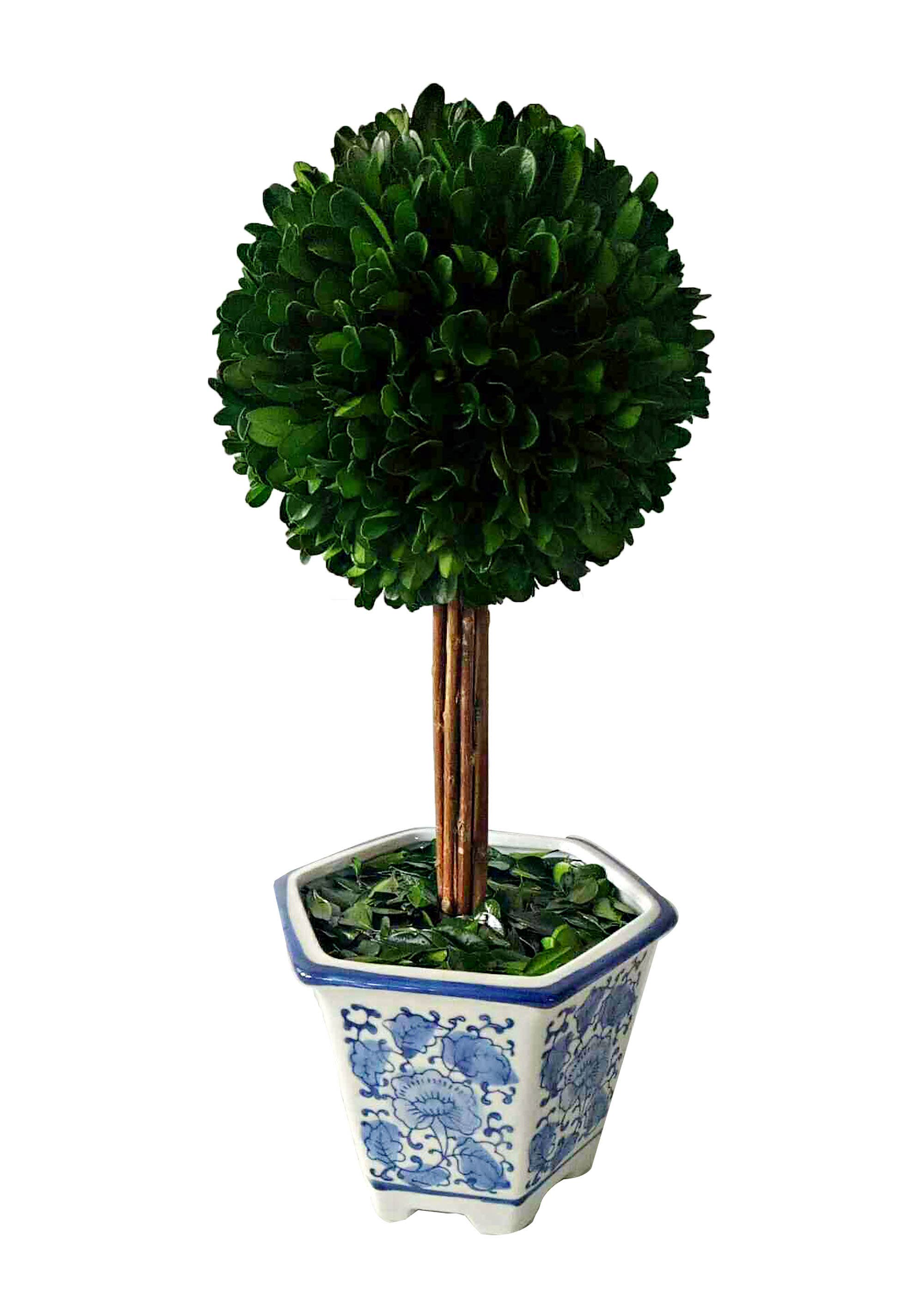 Medium Boxwood Ball Topiary Tree In Ceramic Pot