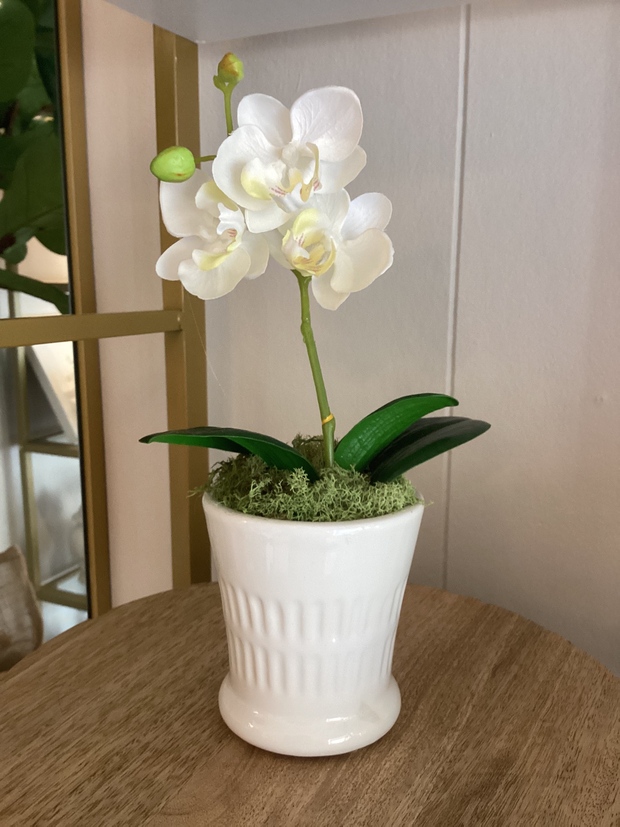 Mini White Potted Orchid