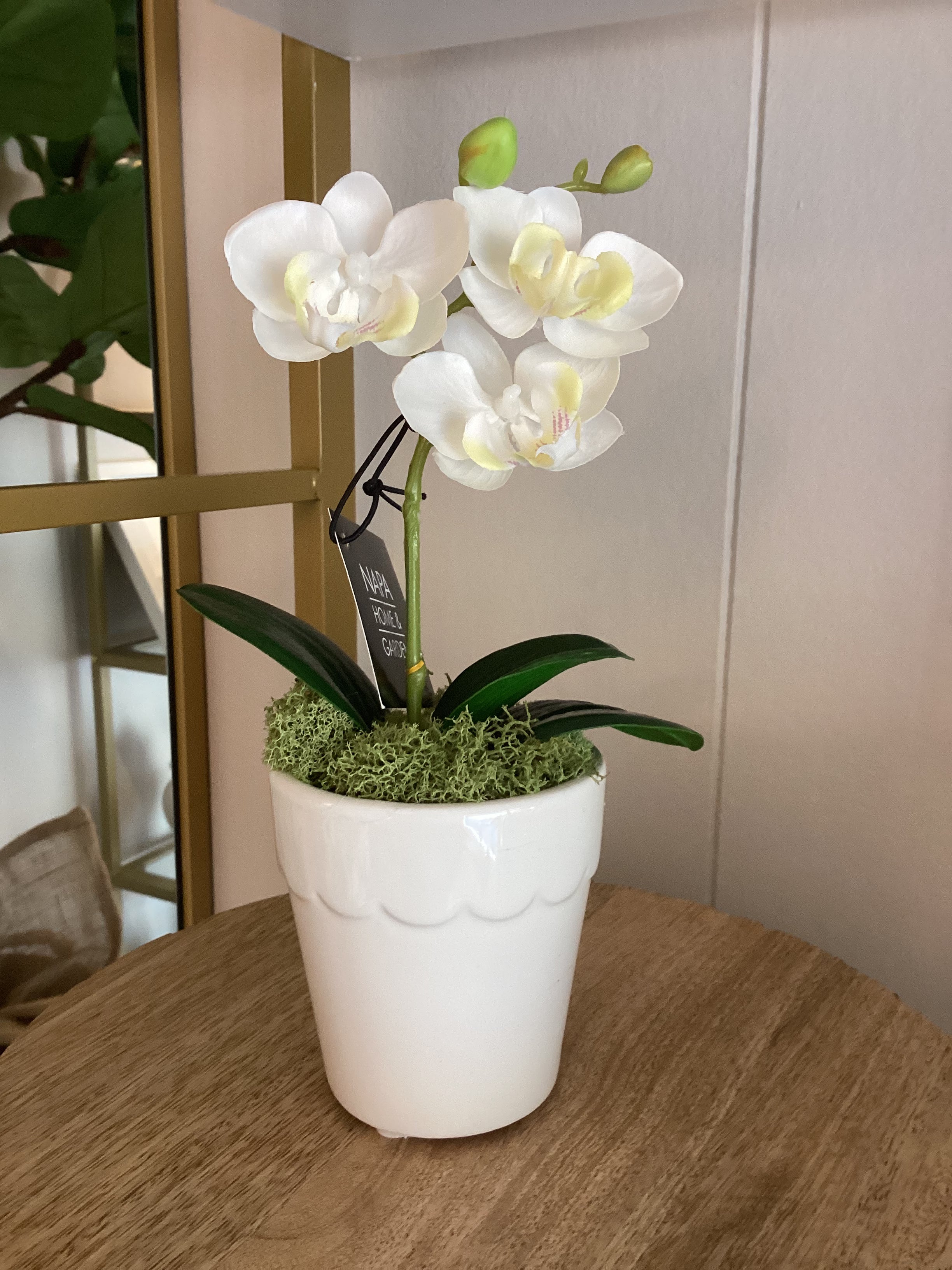 Mini Daisy White Potted Orchid